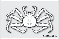 ^oKj@Red King Crab